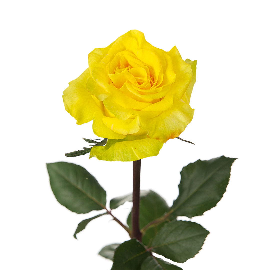 Garden Rose Yellow (25 stems) Metro Flower Market