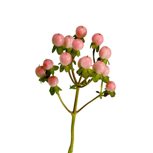 Hypericum Pink (10 Stems)