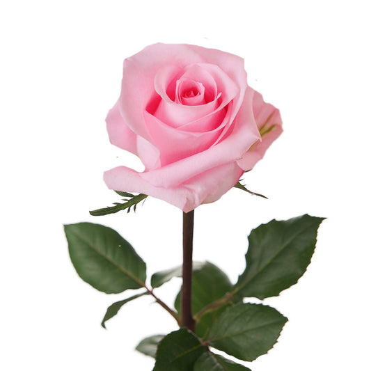 Rose Light Pink (25 stems)