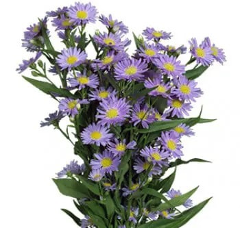 Aster Lavander (Bunch)