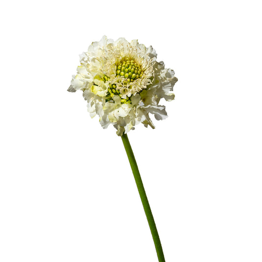 Scabiosa White (10 stems)