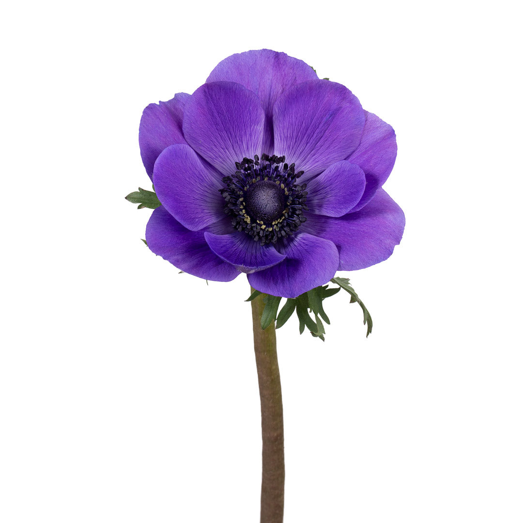 Anemone Purple (10 Stems)
