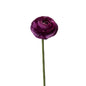 RANUNCULUS ELEGANCE PURPLE (10 STEM BUNCH)