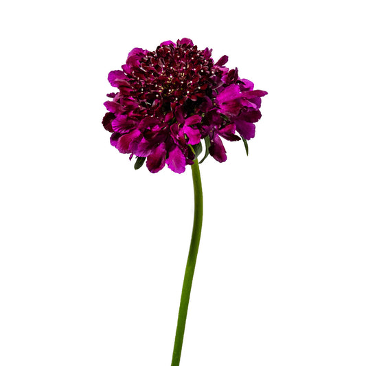 Scabiosa Dark Pink (10 stems)