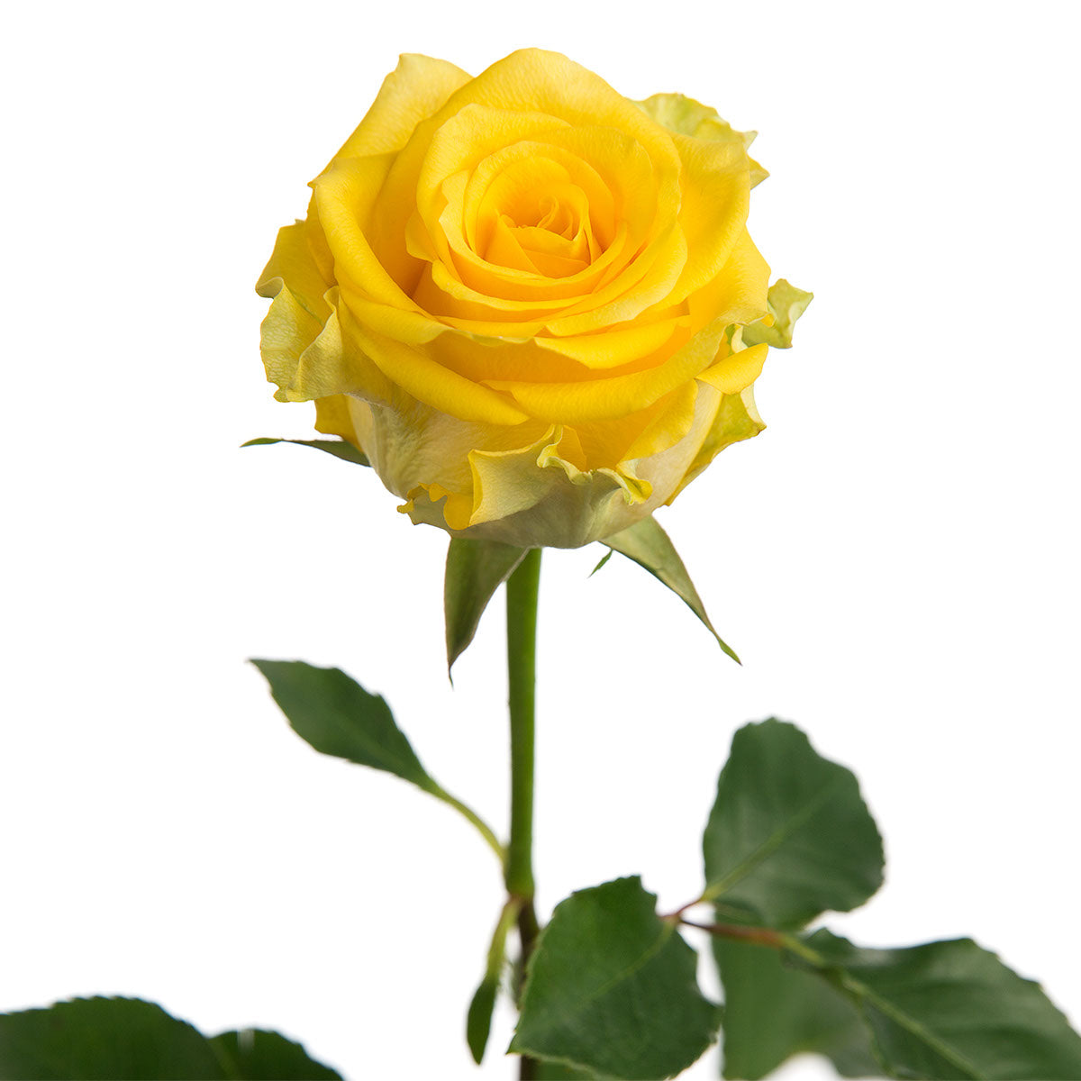 Rose Yellow (25 stems)