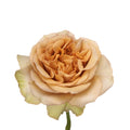 Garden Rose Beige (12 stems)