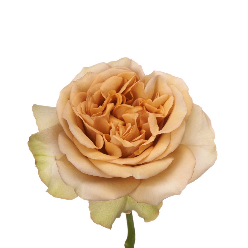 Garden Rose Beige (12 stems)