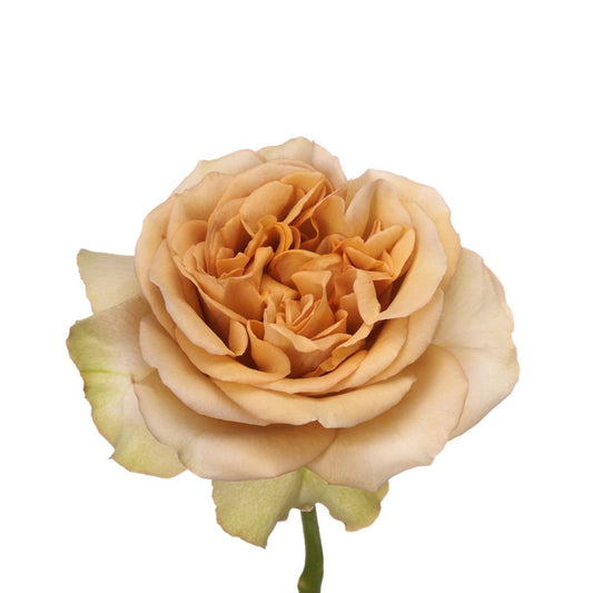 Garden Rose Beige (12 stems)