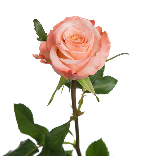 Rose Peach (25 stems)