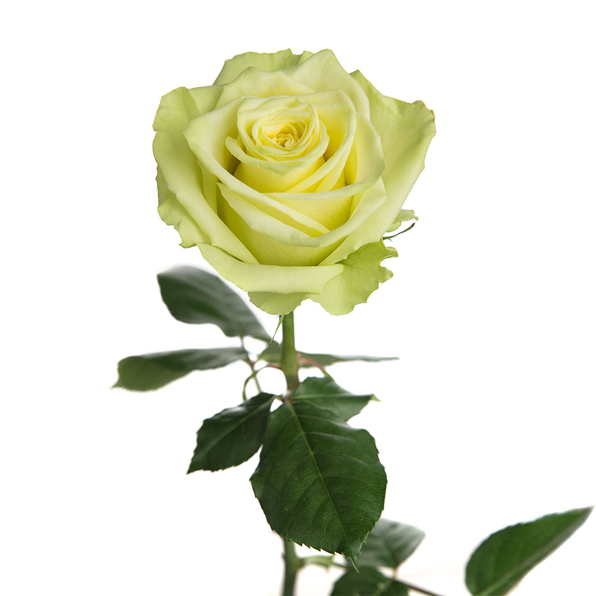 Rose Green (25 stems) Metro Flower Market