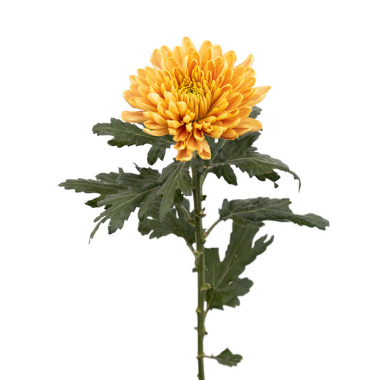 Chrysanthemum Cremone Bronze (10 Stems)