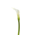 Calla Lily White Open Cut (5 Stems)