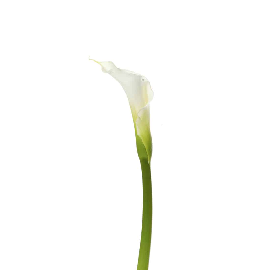 Calla Lily White Open Cut (5 Stems)