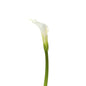 CALLA LILY WHITE  OPEN CUT (5 STEM BUNCH)