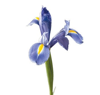 Iris Blue (10 stems)