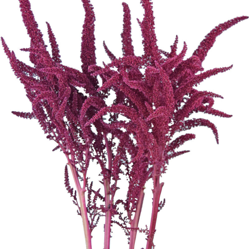 Amaranthus Upright Red (5 Stems)