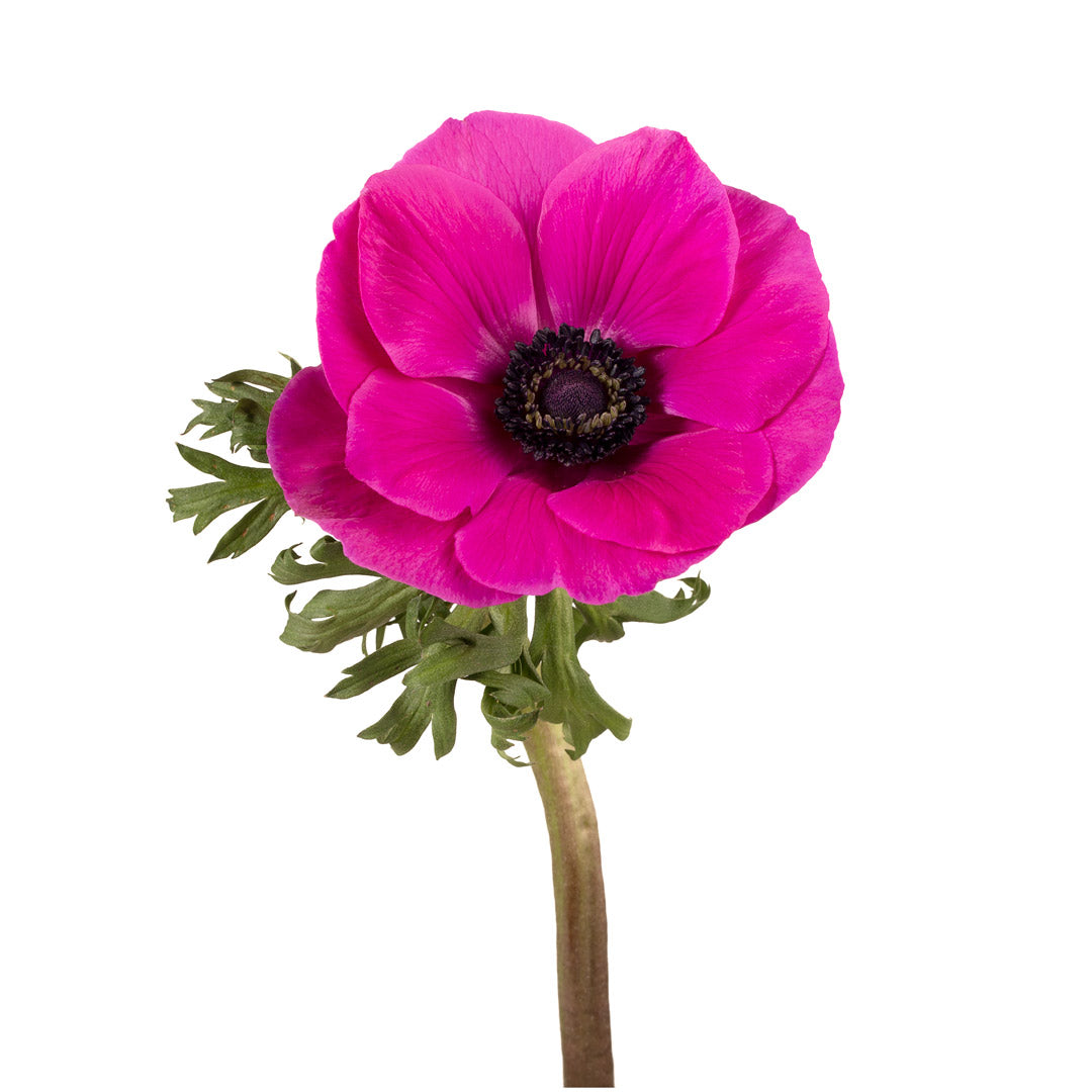 Anemone Pink – Metro Flower Market