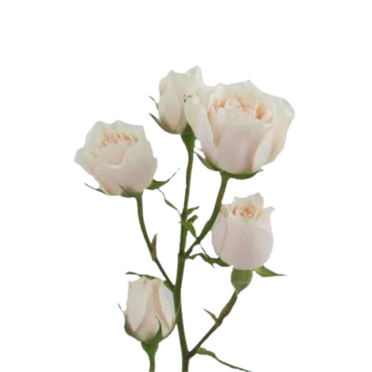 Spray Roses Cream (10 stems)