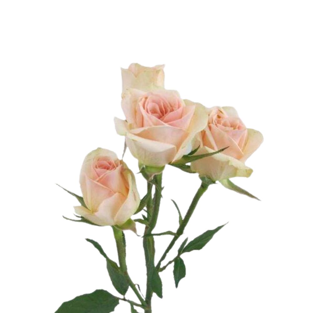Spray Roses Peach (10 stems) – Metro Flower Market