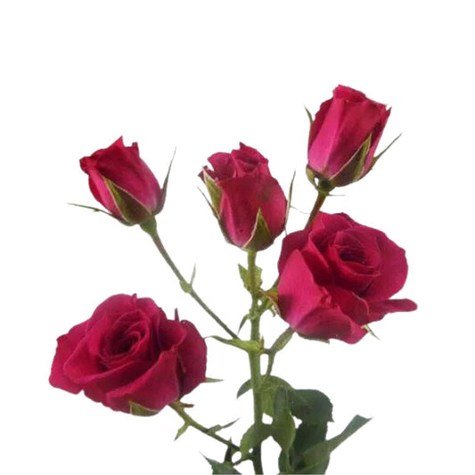 Spray Roses Hot Pink (10 stems)