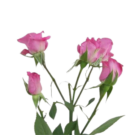 Spray Roses Pink (10 stems)