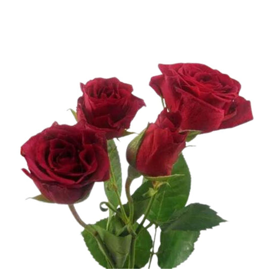 Spray Roses Red (10 stems)