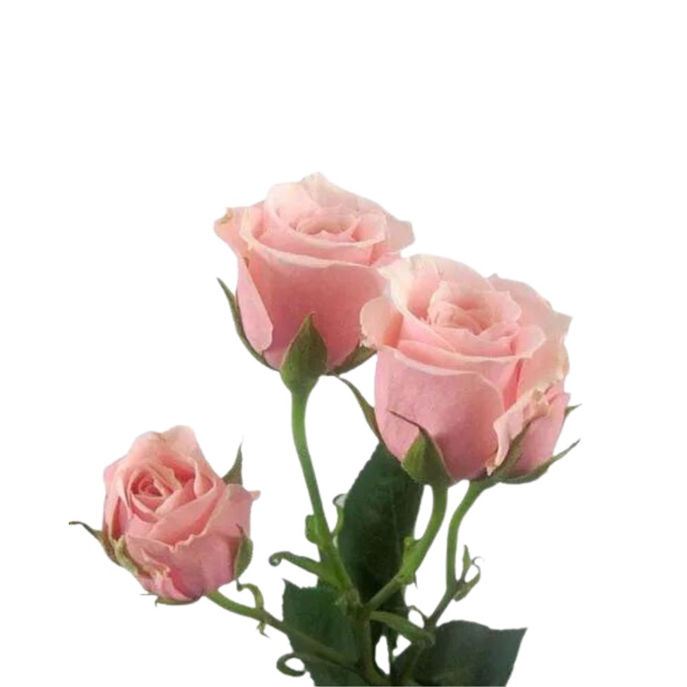 Spray Roses Salmon (10 stems)