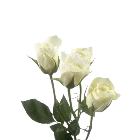 Spray Roses White (10 stems)