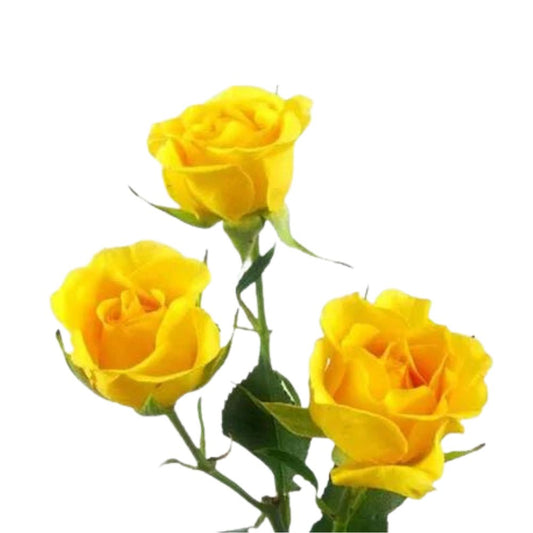 Spray Roses Yellow (10 stems)