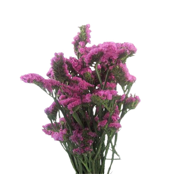 Pink Statis Statice Pink – Metro Flower Market