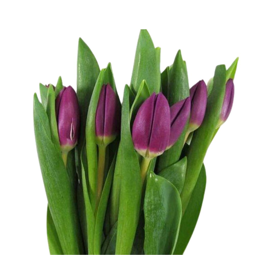 Tulips Purple (10 stems) Metro Flower Market