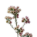 Waxflower Bicolor White/Pink (10 stems)