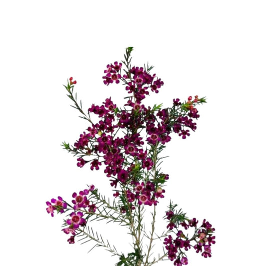 Waxflower Dark Pink (10 stems)