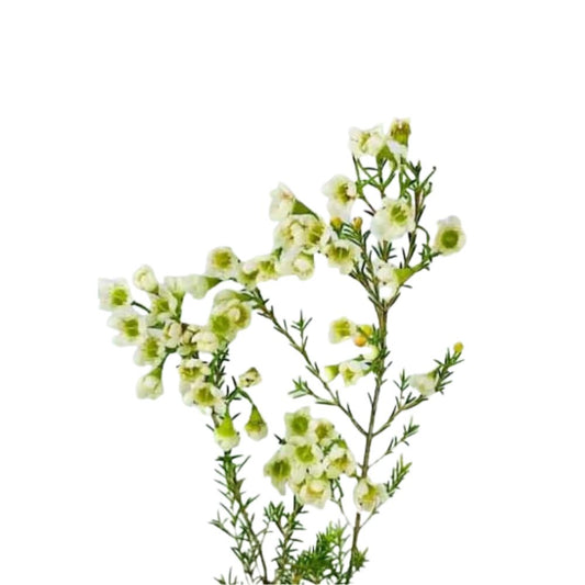Wax Flower White (10 stems)
