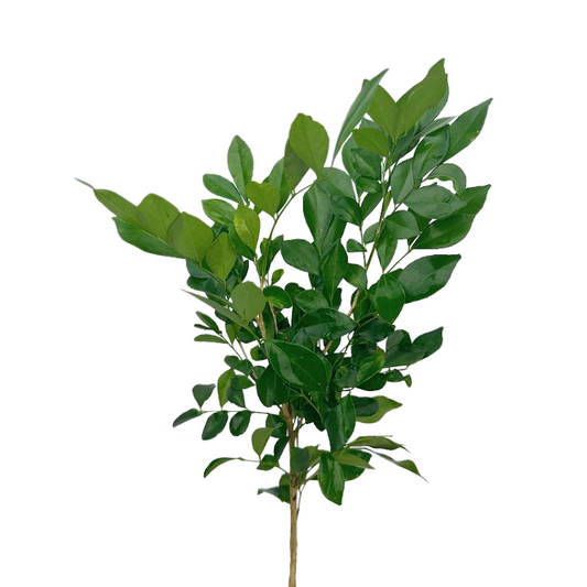 Mexican Myrtle (10 stems)