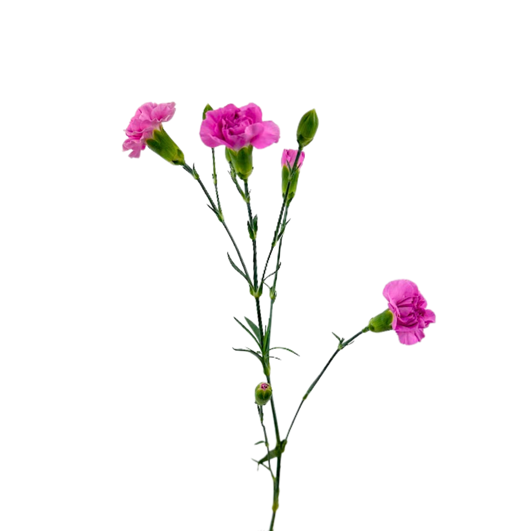 Mini Carnation Lavender (10 Stems)