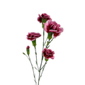 Mini Carnation Bicolor Burgundy