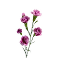 Mini Carnation Bicolor Lavender