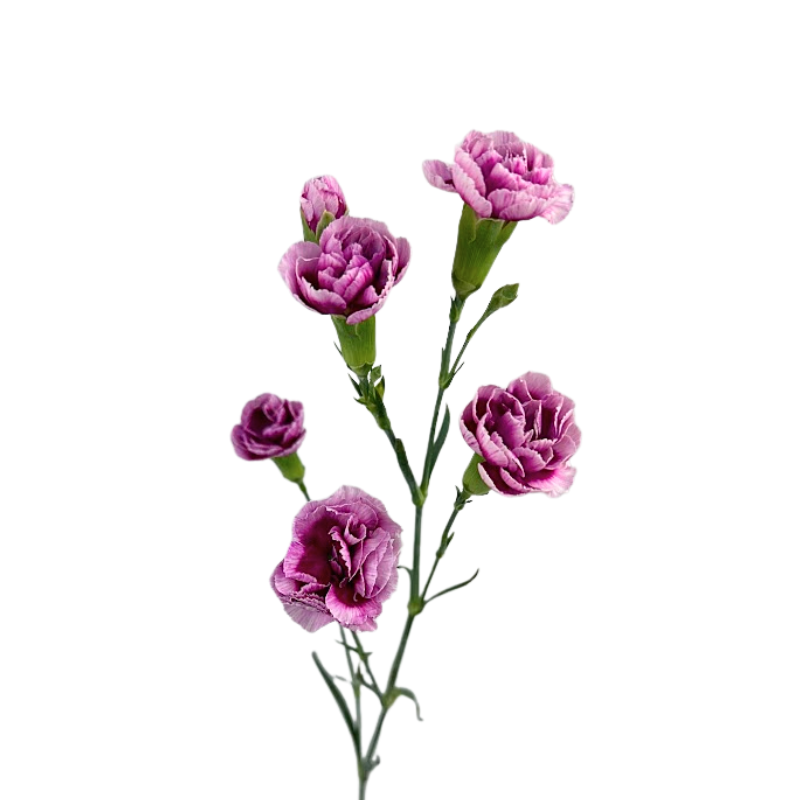 Mini Carnation Bicolor Lavender