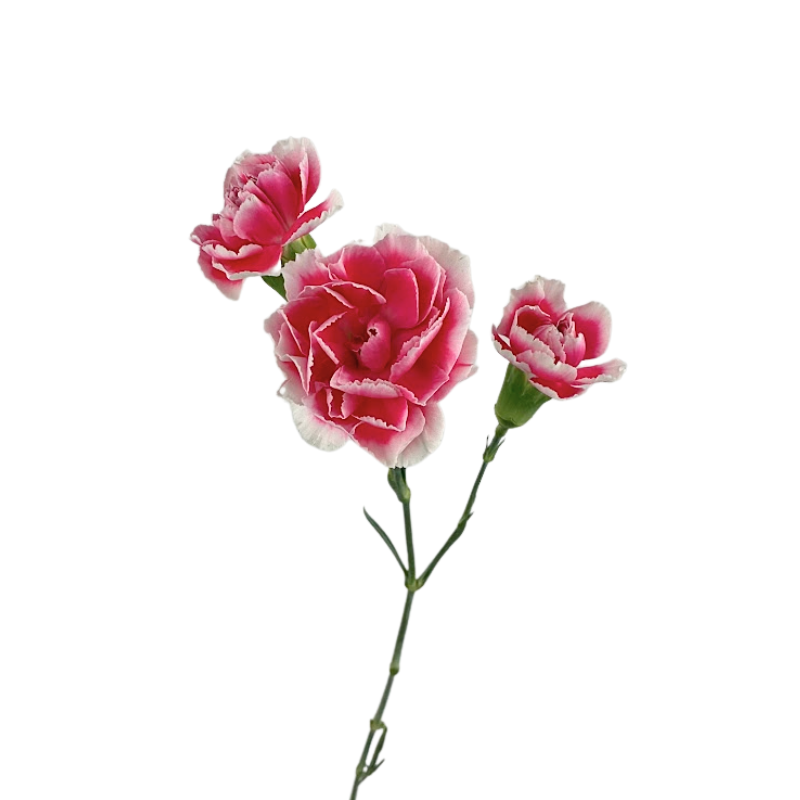 Mini Carnation Bicolor Pink