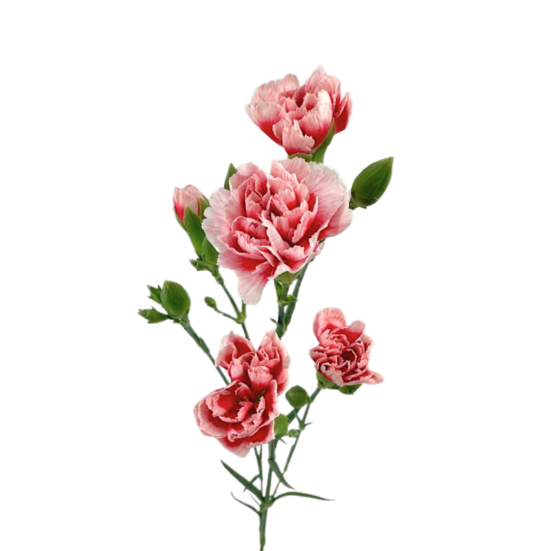Mini Carnation Bicolor Red
