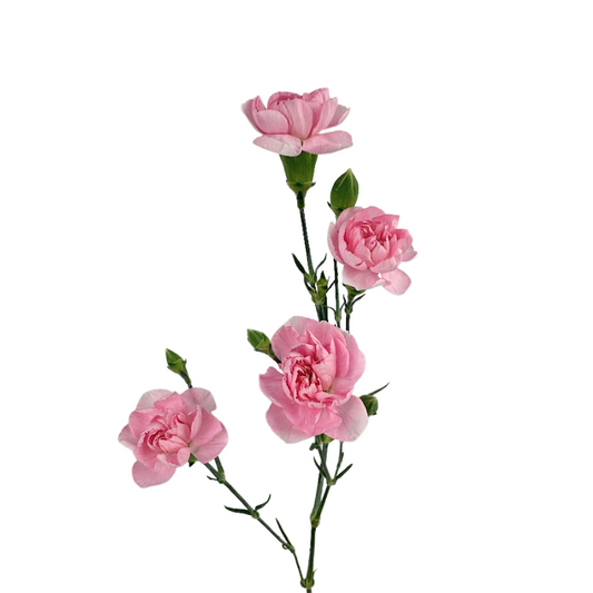 Mini Carnation Light Pink (10 Stems)