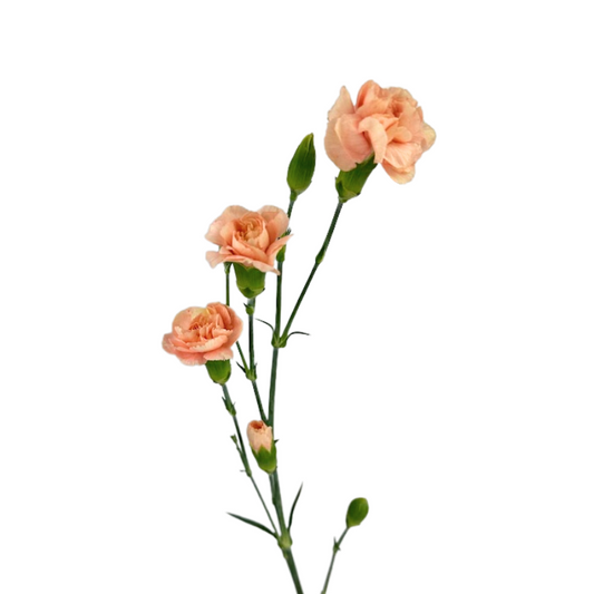 Mini Carnation Peach (10 Stems)