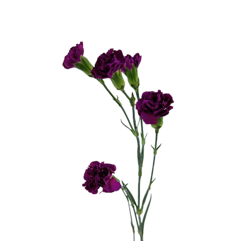 Mini Carnation Purple (10 Stems)