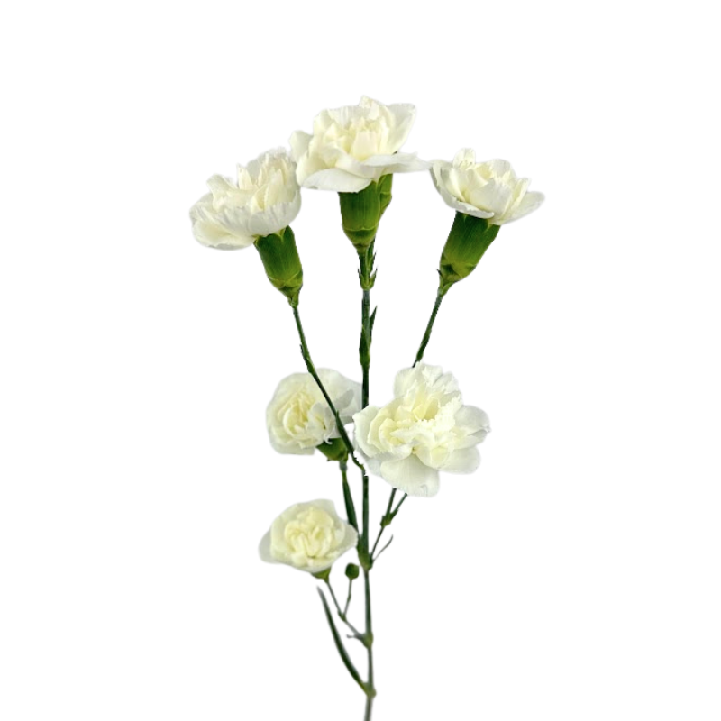 Mini Carnation White (10 Stems)