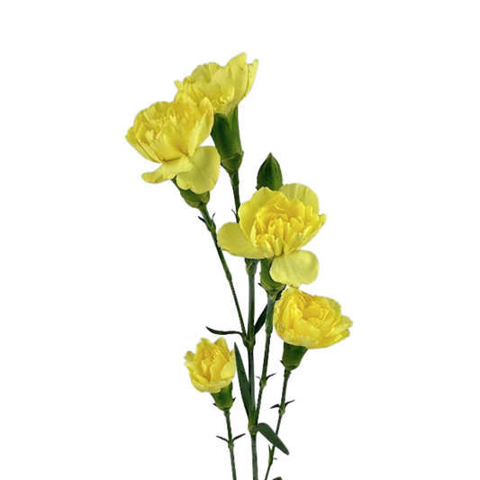 Mini Carnation Yellow (10 Stems)