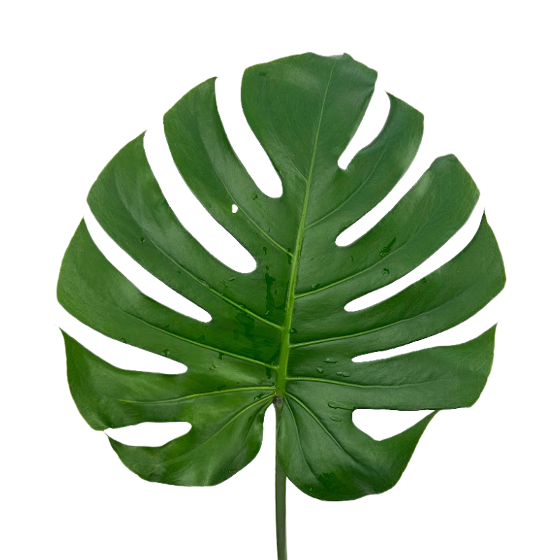 Monstera Medium