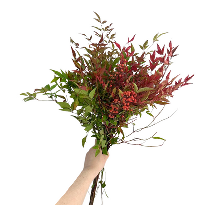 NANDINA