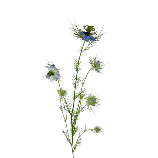 NIGELLA