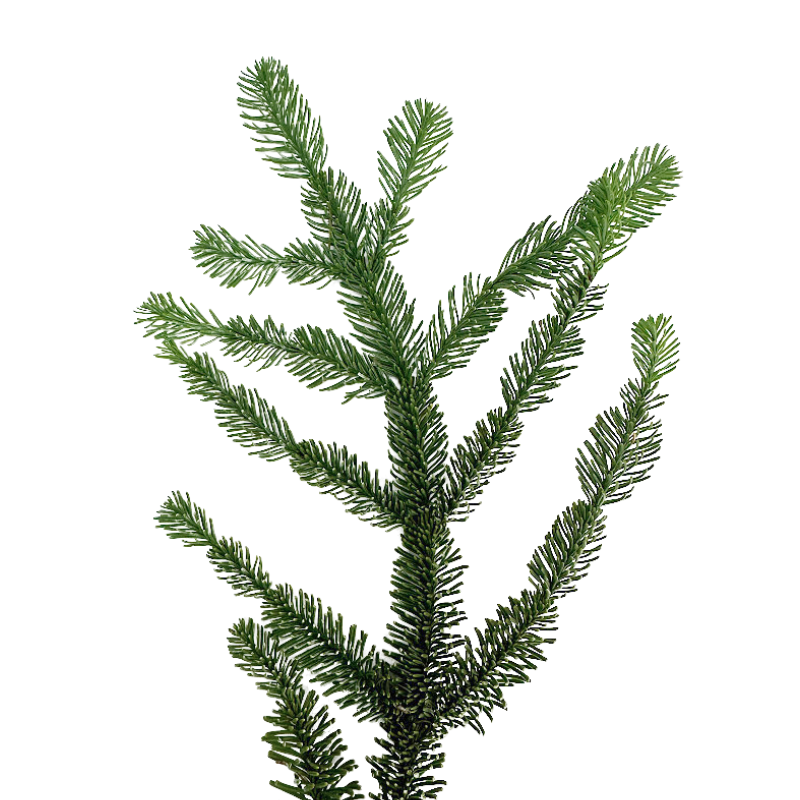 Noble Fir